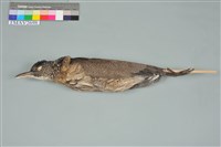 藏品(黑冠麻鷺)的圖片